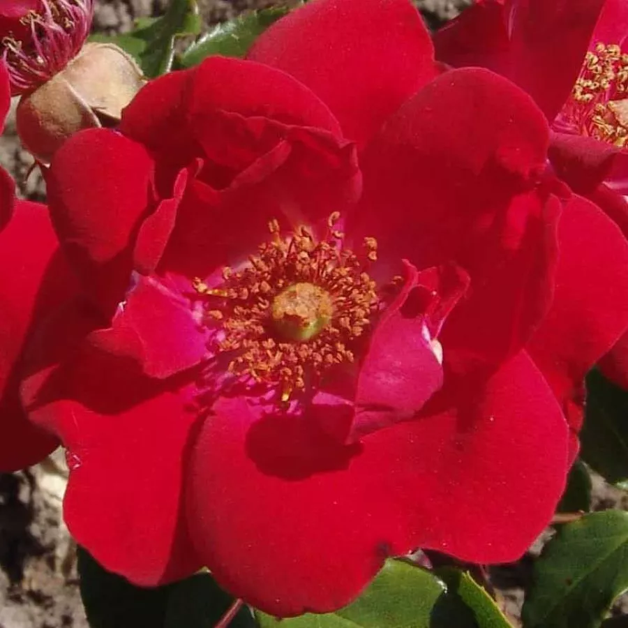 Lapos - Rózsa - Millard de Martigny - online rózsa vásárlás