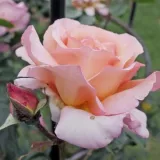 Beetrose polyantha - rose mit mäßigem duft - zitronenaroma - rosen onlineversand - Rosa Josiane Pierre-Bissey - rosa