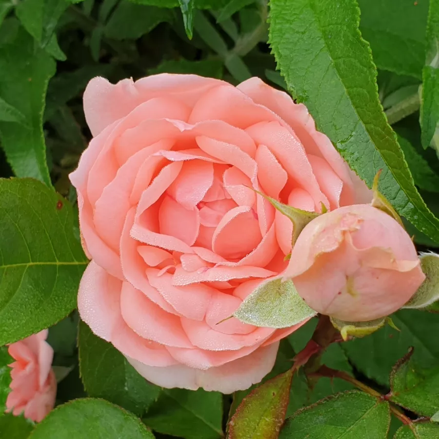 Virágágyi polianta rózsa - Rózsa - Josiane Pierre-Bissey - kertészeti webáruház