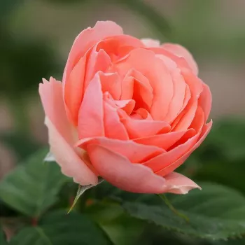 Rosa Josiane Pierre-Bissey - rózsaszín - virágágyi polianta rózsa