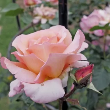 Rózsaszín - virágágyi polianta rózsa - közepesen illatos rózsa - citrom aromájú
