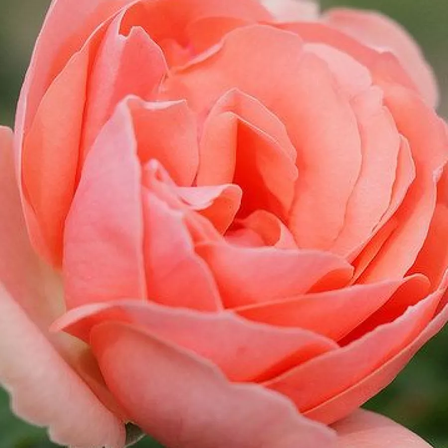 Csésze - Rózsa - Josiane Pierre-Bissey - online rózsa vásárlás