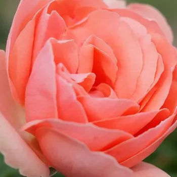 Online rózsa kertészet - rózsaszín - virágágyi polianta rózsa - közepesen illatos rózsa - citrom aromájú - Josiane Pierre-Bissey - (60-80 cm)