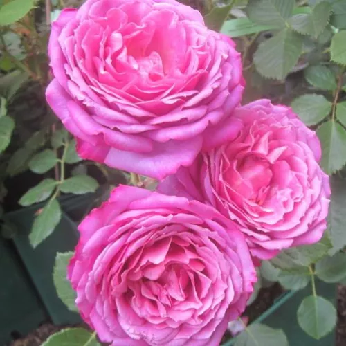 La Clé de la Rose