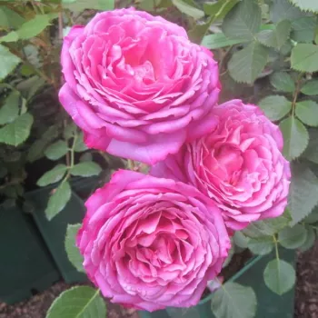 LA CLÉ DE LA ROSE – lilás rózsaszín teahibrid rózsa - Ducher & Massad
