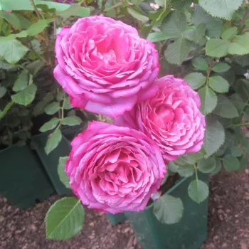Erőteljes, mély lilás rózsaszín árnyalat. - teahibrid rózsa - nagyon erős, kertet betöltő illatú rózsa - klasszikus, régi rózsás (damaszkuszi) aromájú