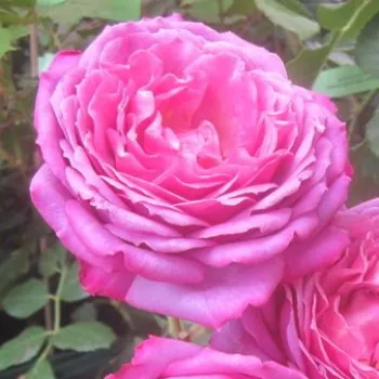 Online rózsa kertészet - lilás rózsaszín - nagyon erős, kertet betöltő illatú rózsa - La Clé de la Rose - teahibrid rózsa - (80-120 cm)