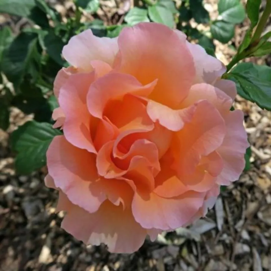 Parkrózsa - Rózsa - Jean de Luxembourg, roi de Bohême - online rózsa vásárlás