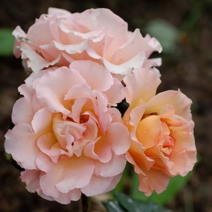 Parkovna vrtnica - Roza - Jean de Luxembourg, roi de Bohême - vrtnice online