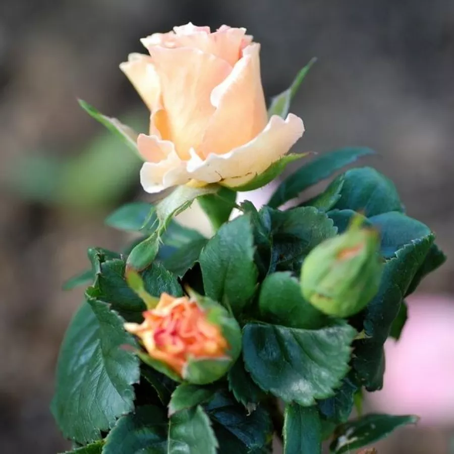 Rosa de fragancia intensa - Rosa - Jean de Luxembourg, roi de Bohême - comprar rosales online