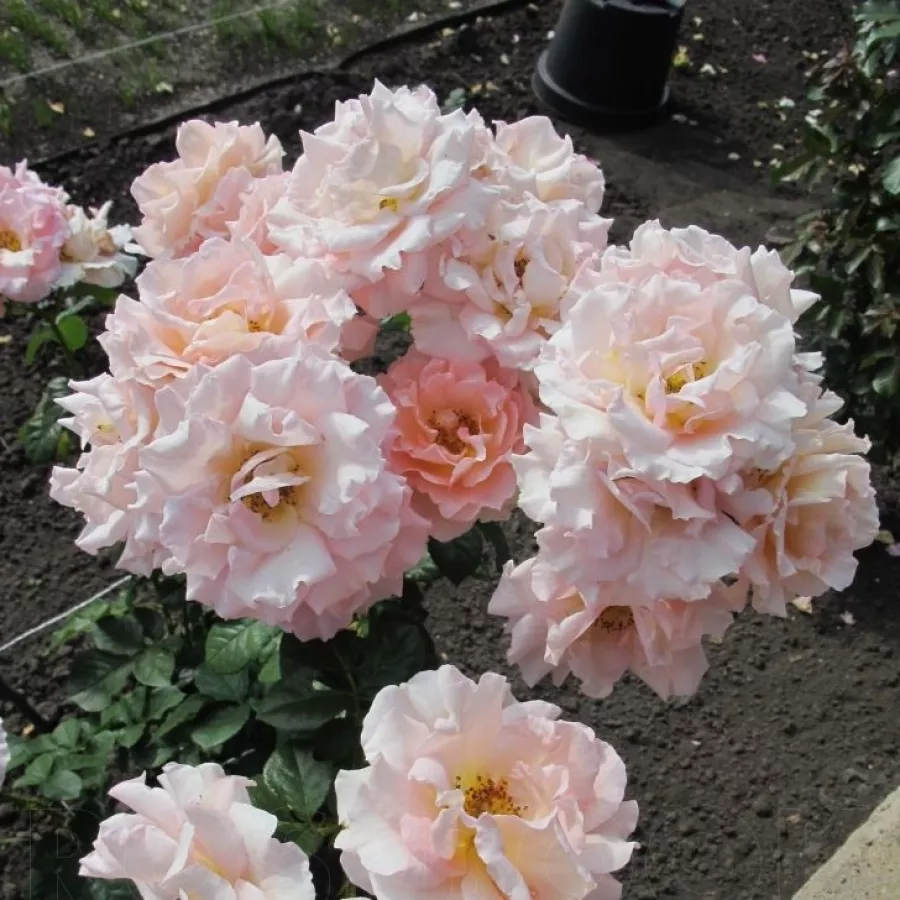 Bukietowe - Róża - Jean de Luxembourg, roi de Bohême - sadzonki róż sklep internetowy - online
