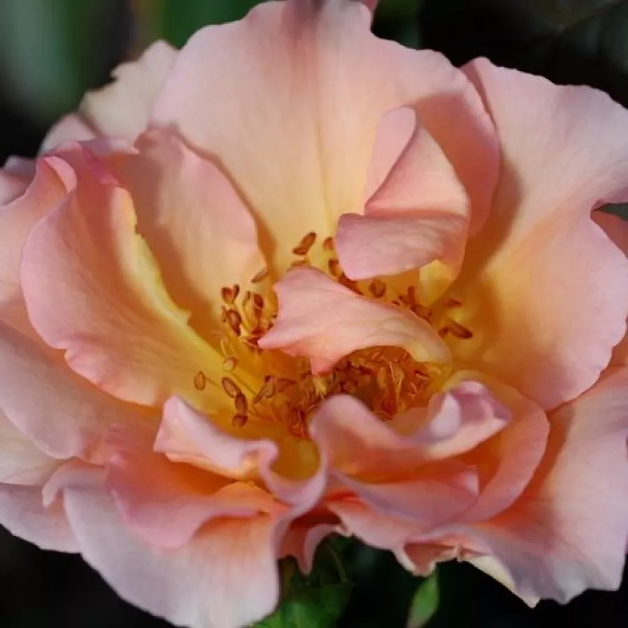 Csésze - Rózsa - Jean de Luxembourg, roi de Bohême - online rózsa vásárlás