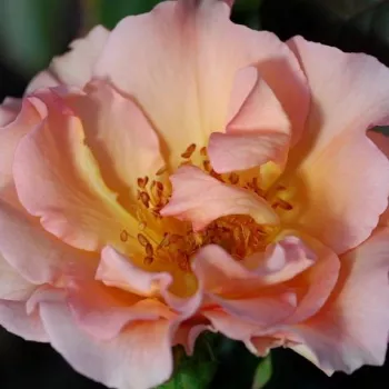 Rózsa rendelés online - rózsaszín - parkrózsa - intenzív illatú rózsa - -- - Jean de Luxembourg, roi de Bohême - (120-150 cm)