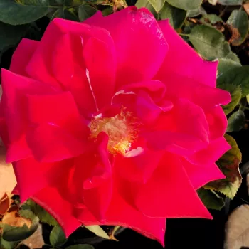 Mély, telt bársonyvörös árnyalat finom bíbor alttónussal. - teahibrid rózsa - erős, hosszan tartó illatú rózsa - gyümölcsösen édes aromájú