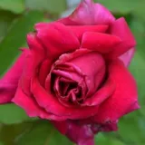 Edelrosen - teehybriden - rose mit intensivem duft - moschusmalvenaroma - rosen onlineversand - Rosa Ducher 1845 - dunkelrot