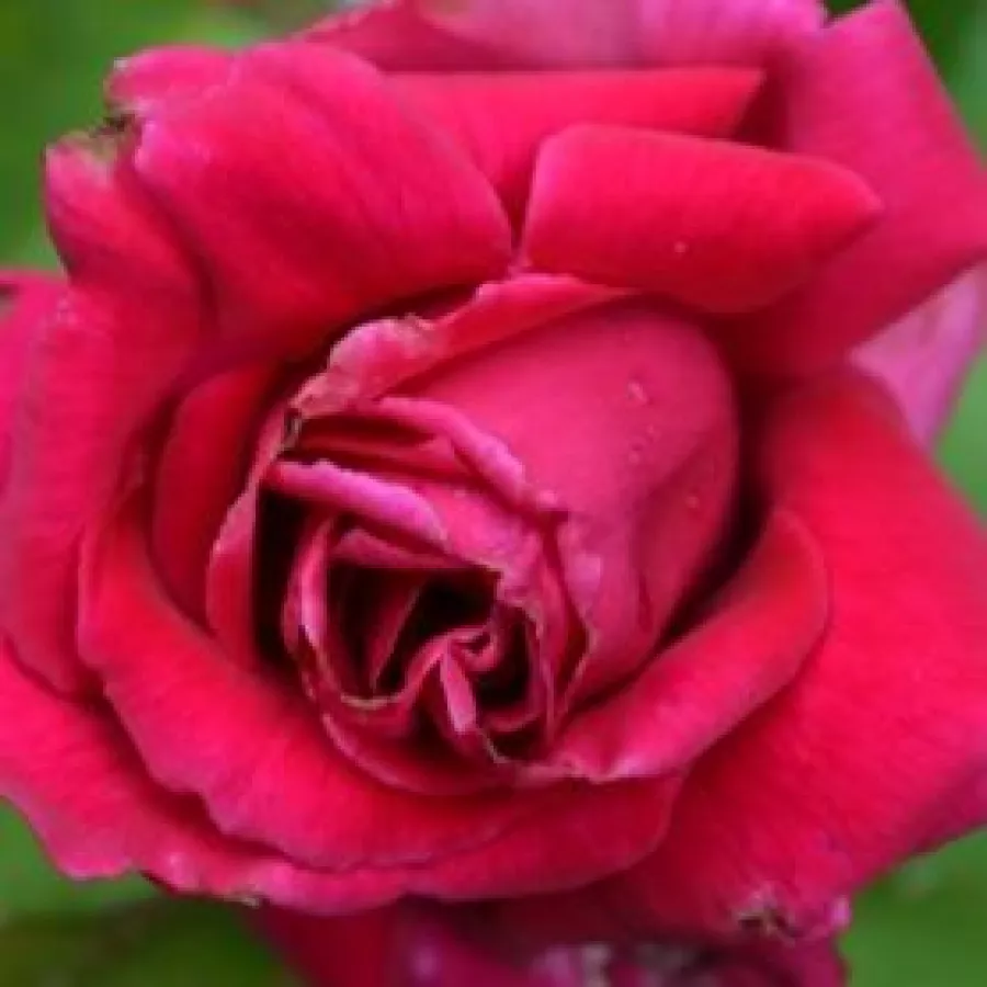 Fabien Ducher - Roza - Ducher 1845 - vrtnice online