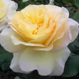 Rumena - nostalgična vrtnica - diskreten vonj vrtnice - aroma limone - Rosa Benoite Groult - vrtnice - proizvodnja in spletna prodaja sadik