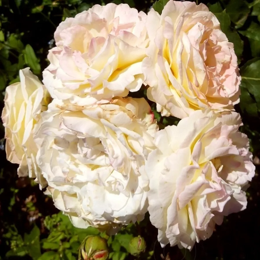 Nostalgische rose - Rosen - Benoite Groult - rosen online kaufen