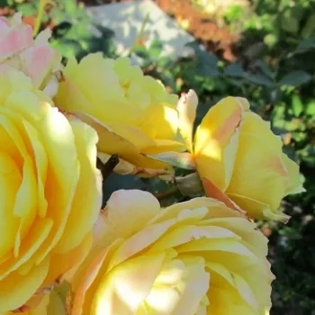 Rosa Benoite Groult - sárga - nosztalgia rózsa