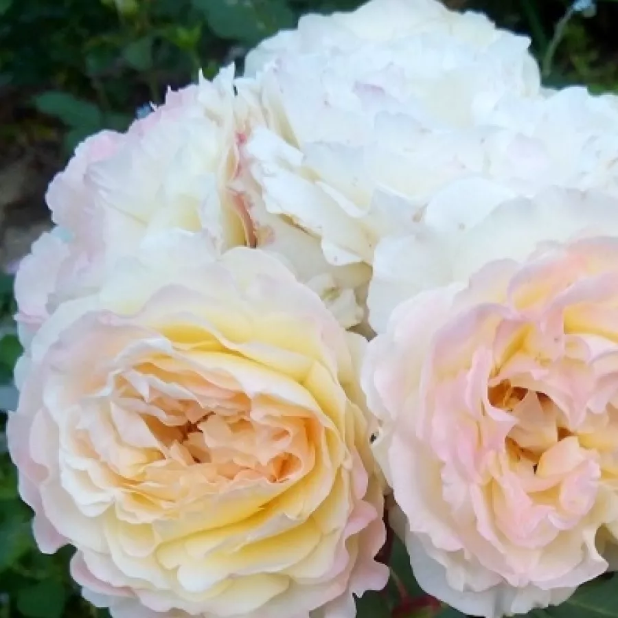 Tömvetelt virágú - Rózsa - Benoite Groult - online rózsa vásárlás