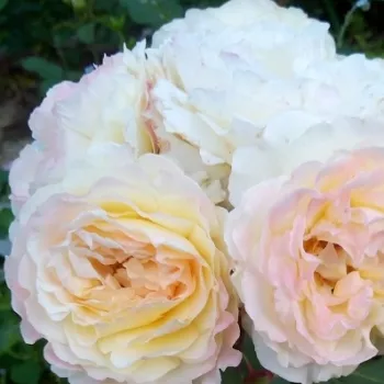 Żółty - róża nostalgiczna - róża o dyskretnym zapachu - zapach cytrynowy