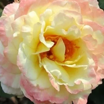 Rózsa kertészet - sárga - nosztalgia rózsa - diszkrét illatú rózsa - citrom aromájú - Benoite Groult - (100-120 cm)
