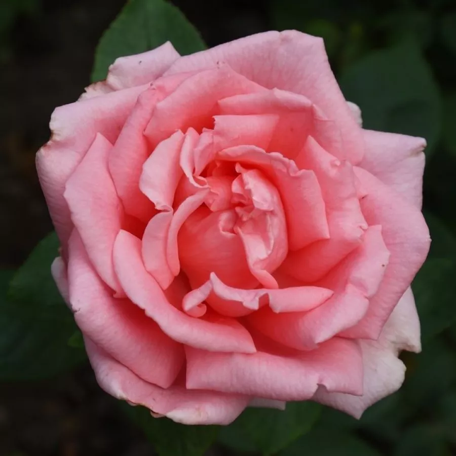 Teahibrid rózsa - Rózsa - Belle de la Carniere - online rózsa vásárlás