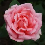 Hybrydowa róża herbaciana - róża o dyskretnym zapachu - zapach grejpfruta - sadzonki róż sklep internetowy - online - Rosa Belle de la Carniere - różowy
