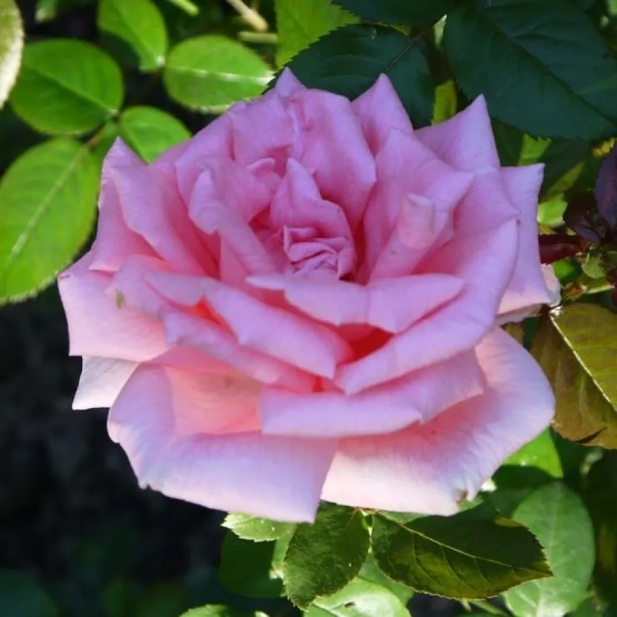 Edelrosen - teehybriden - Rosen - Belle de la Carniere - rosen online kaufen