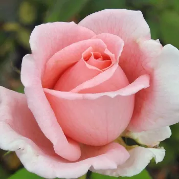 Rosa Belle de la Carniere - rózsaszín - teahibrid rózsa