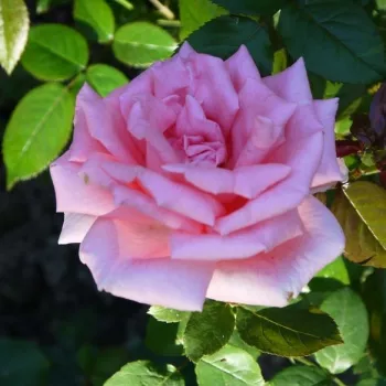Világos rózsaszín - teahibrid rózsa - diszkrét illatú rózsa - grapefruit aromájú