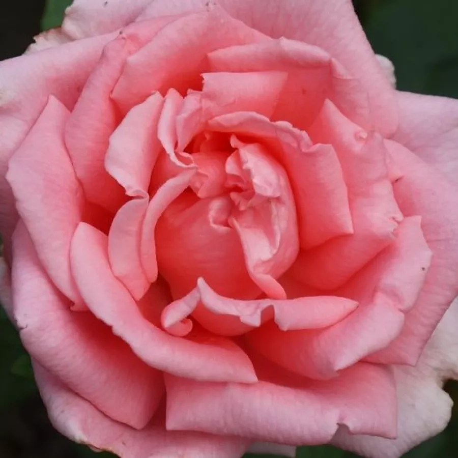 Csúcsos - Rózsa - Belle de la Carniere - online rózsa vásárlás