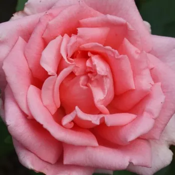 Rózsa kertészet - rózsaszín - teahibrid rózsa - diszkrét illatú rózsa - grapefruit aromájú - Belle de la Carniere - (90-100 cm)