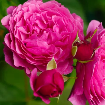 JACOMO – rózsaszín virágágyi floribunda rózsa - pharmaROSA®