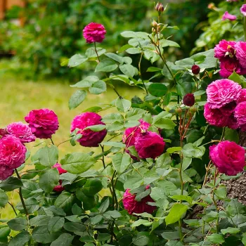 Élénk középrózsaszín szirmok, enyhe mályvás árnyalattal, telt tónus. - virágágyi floribunda rózsa - közepes erősségű, jól érezhető illatú rózsa - édeskés, narancsos-barackos aromájú