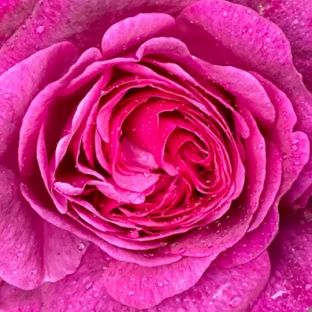 Rózsák webáruháza. - rózsaszín - közepes erősségű, jól érezhető illatú rózsa - Jacomo - virágágyi floribunda rózsa - (95-125 cm)