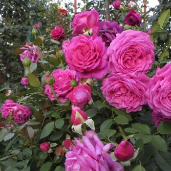 Telített mályva alapszín finom lilás árnyalattal. - virágágyi floribunda rózsa - erőteljes, hosszan tartó illatú rózsa - illatjellemzés nem áll rendelkezésre