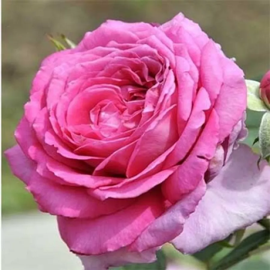 Virágágyi floribunda rózsa - Rózsa - Claire Marshall - online rózsa vásárlás