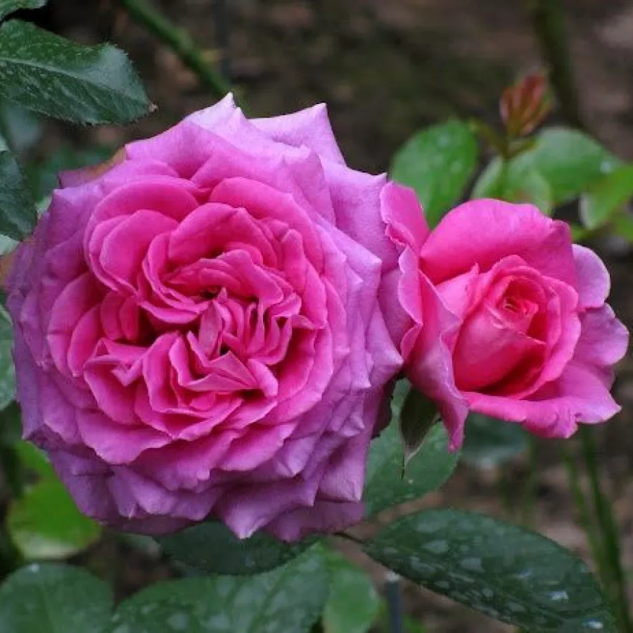 Vrtnica floribunda za cvetlično gredo - Roza - Claire Marshall - vrtnice online