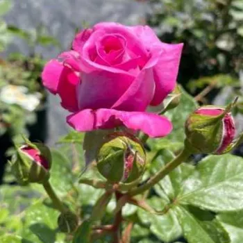 Rosa Claire Marshall - rózsaszín - virágágyi floribunda rózsa