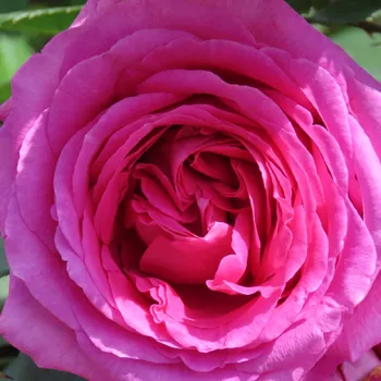 Online narudžba ruža - ruža floribunda za gredice - ruža intenzivnog mirisa - aroma čaja - Claire Marshall - ružičasta - (50-70 cm)
