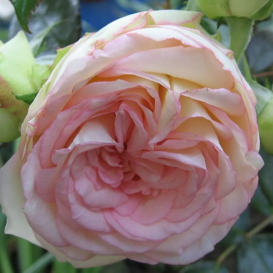 Biało - różowy - Róża - Kerberos - róże sklep internetowy