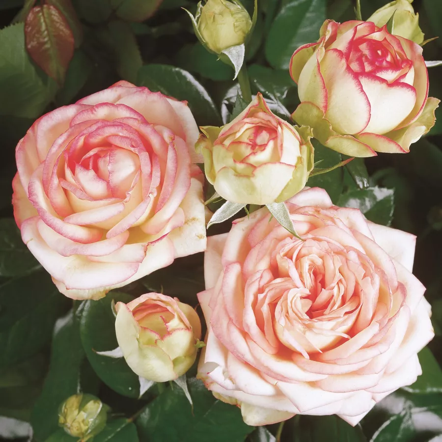 Pritlikava - miniaturna vrtnica - Roza - Kerberos - vrtnice online