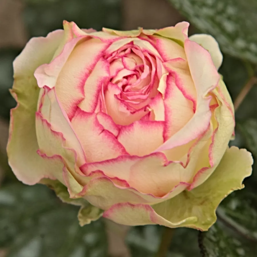 Gömbölyded - Rózsa - Kerberos - kertészeti webáruház