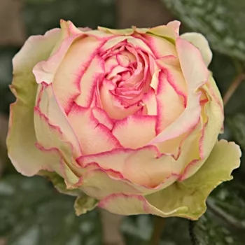Poзa Афродите® - розовая - Ностальгическая роза