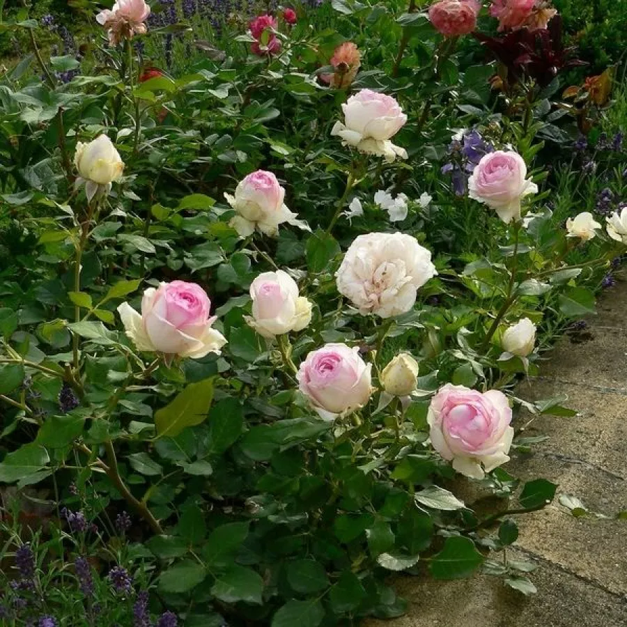 MINI - TÖRPE RÓZSA - Roza - Kerberos - vrtnice - proizvodnja in spletna prodaja sadik