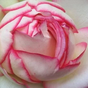 Питомник РозPoзa Афродите® - Ностальгическая роза - розовая - роза с тонким запахом - Ганс Юрген Эверс - Компактный куст с прекрасными, похожими на старомодные розы цветами, которые хорошо сохраняются и устойчивы к дождям.