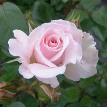 CONSTANCE FINN – világos rózsaszín virágágyi floribunda rózsa - Harkness