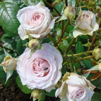 Finom, kagyló -rózsaszín árnyalat, egységesen lágy pasztell tónusban. - virágágyi floribunda rózsa - erős, karakteres illatú rózsa - gazdag, ó-rózsa jellegű