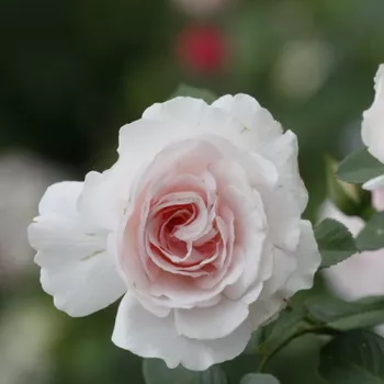 Rózsa rendelés online - világos rózsaszín - erős, karakteres illatú rózsa - Constance Finn - virágágyi floribunda rózsa - (95-130 cm)